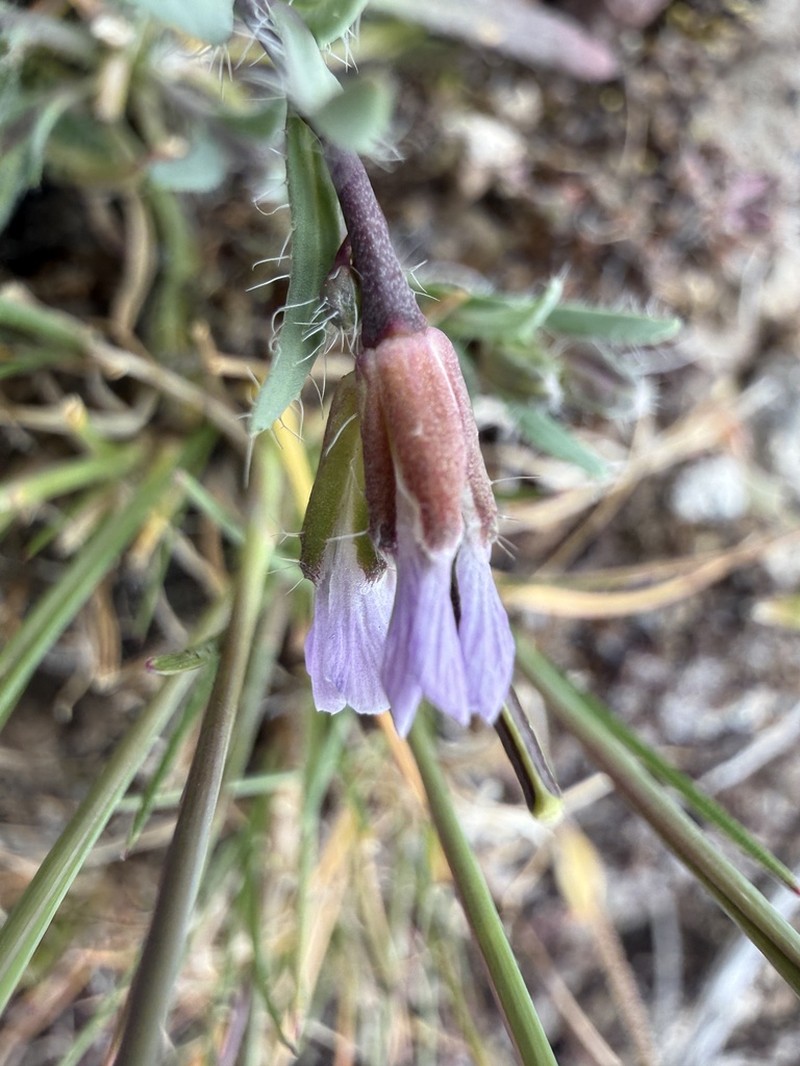 Cusick's Rockcress photo 3