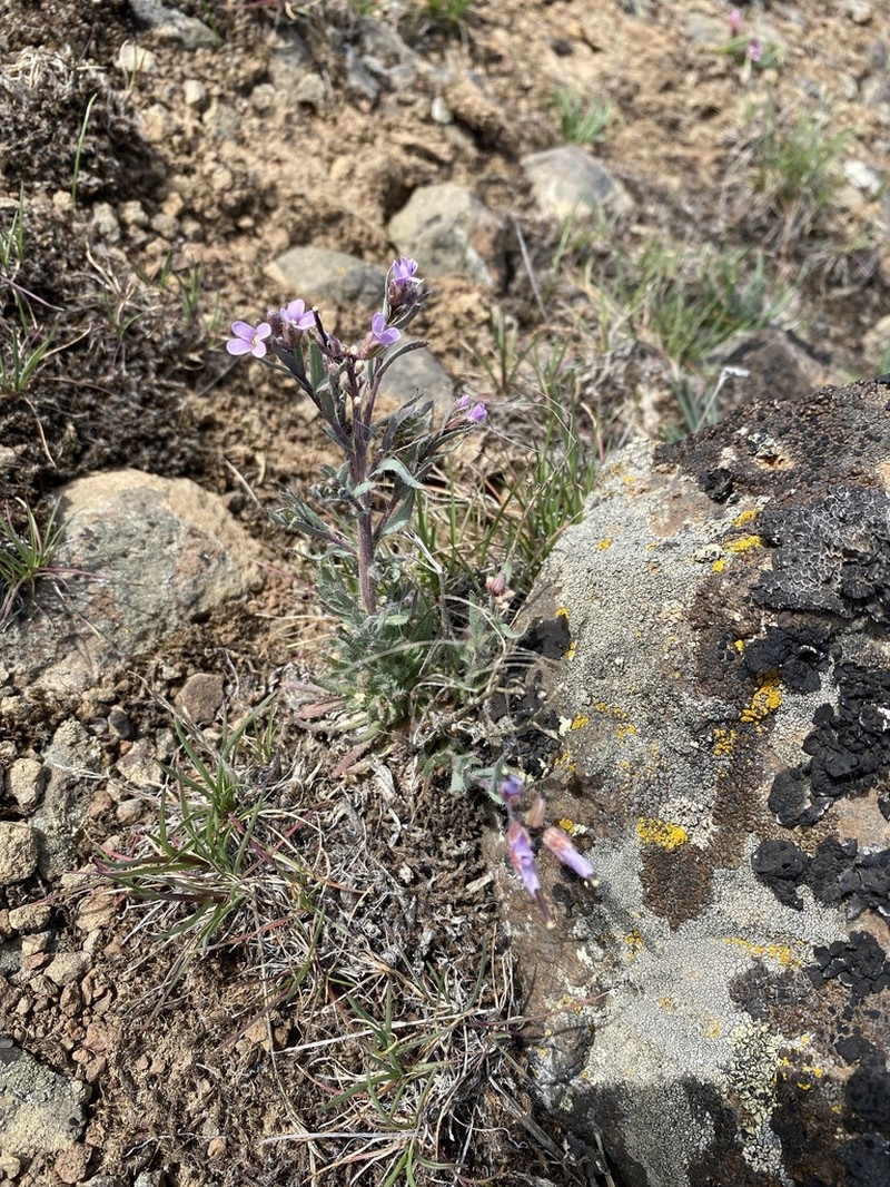Cusick's Rockcress photo 4