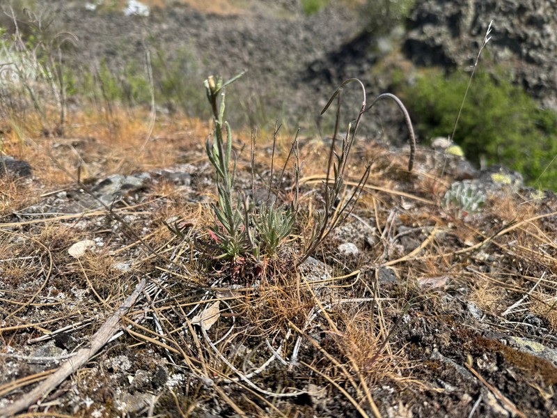Cusick's Rockcress photo 5