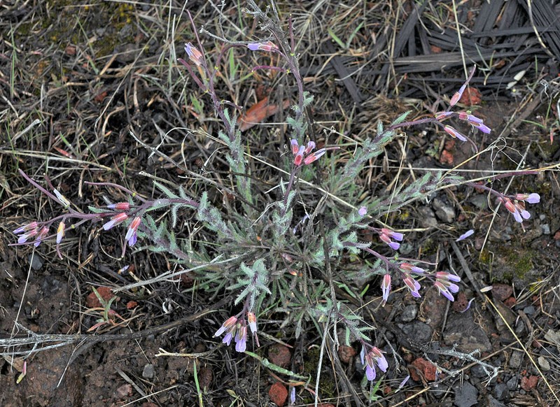 Cusick's Rockcress photo 6