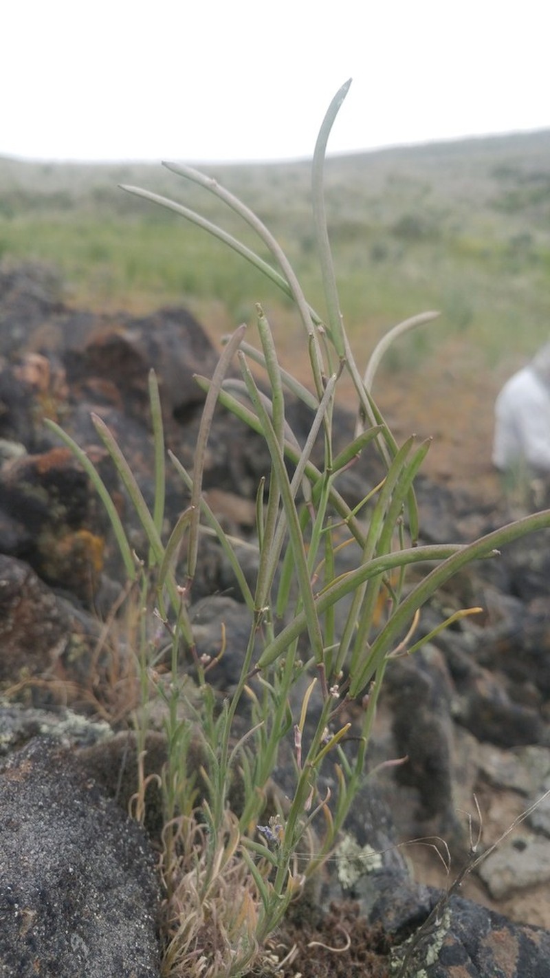 Cusick's Rockcress photo 7
