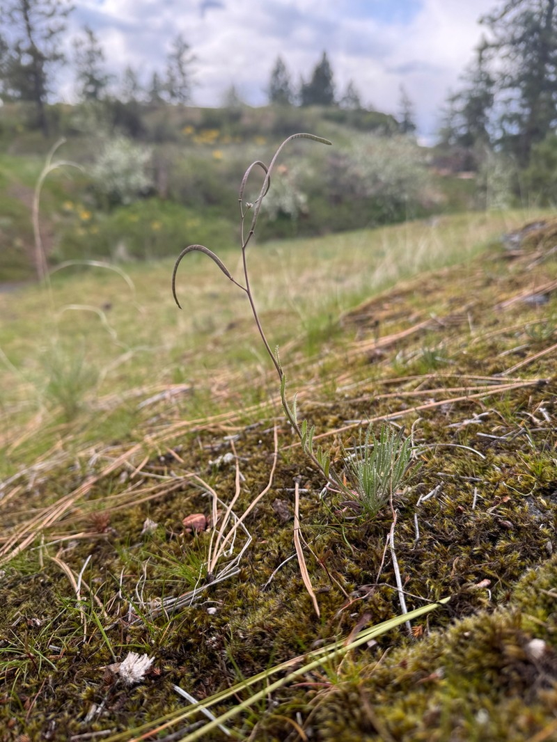 Cusick's Rockcress photo 8