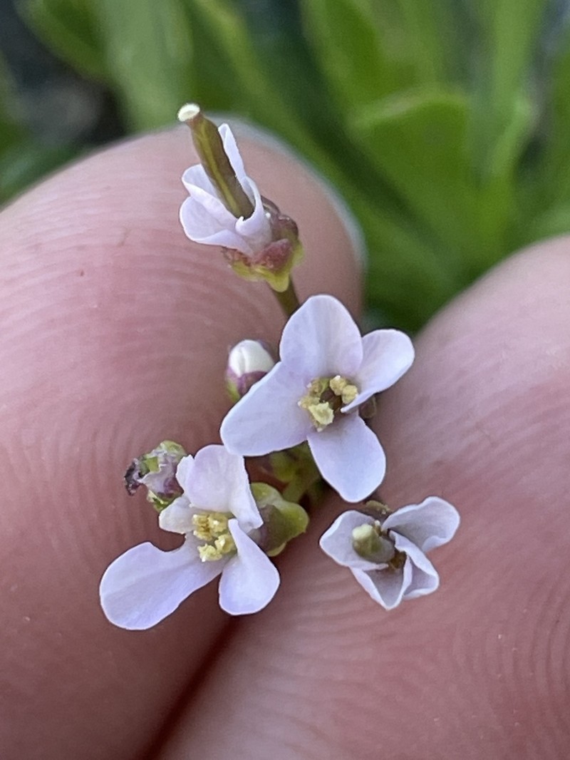 Davidson's Rockcress