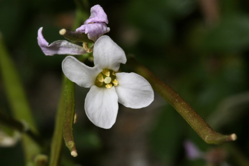 Davidson's Rockcress photo 2