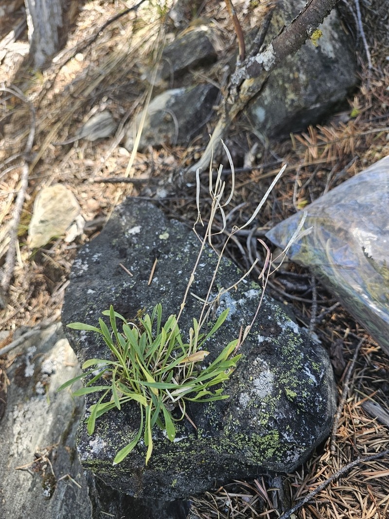 Davidson's Rockcress photo 3