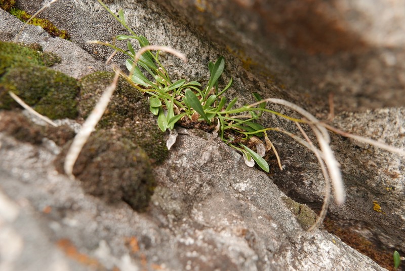 Davidson's Rockcress photo 4