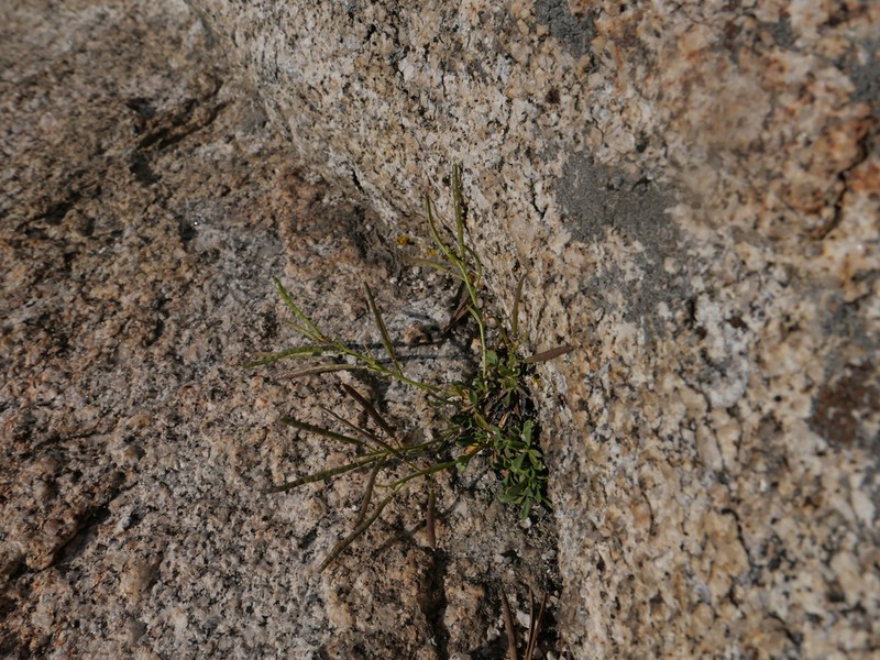 Davidson's Rockcress photo 5