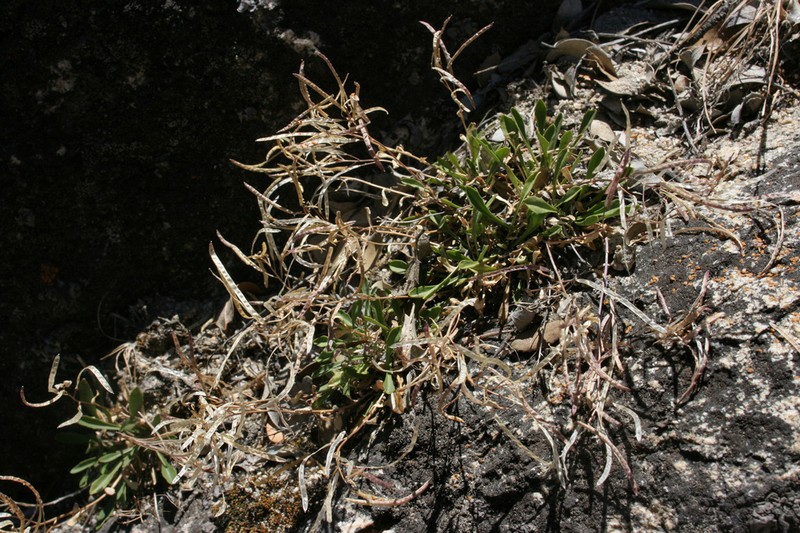 Davidson's Rockcress photo 6