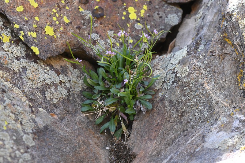 Davidson's Rockcress photo 7