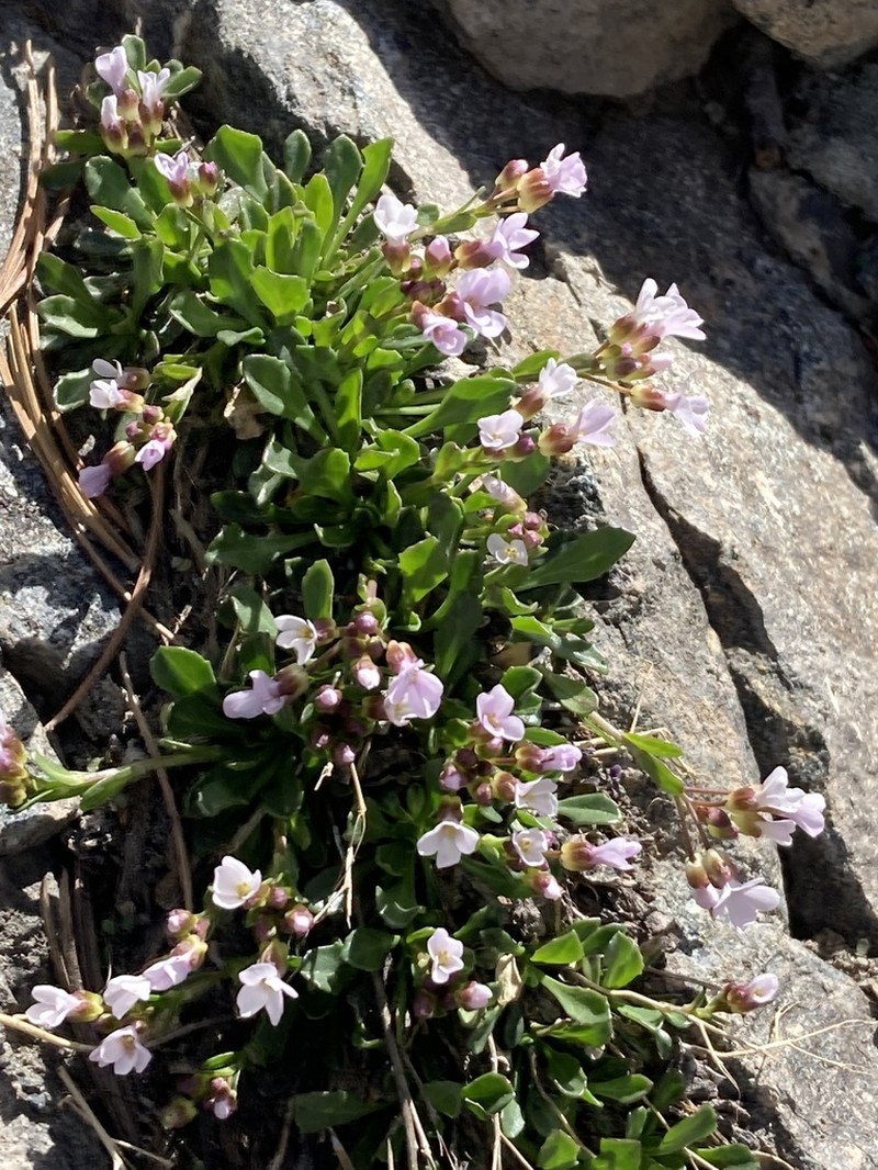 Davidson's Rockcress photo 8