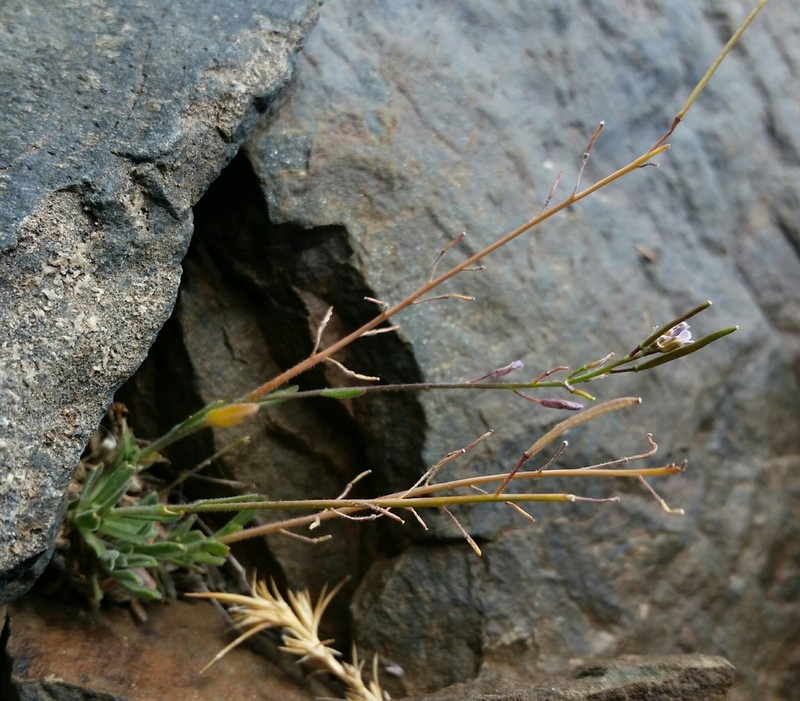 Boechera depauperata