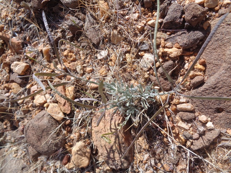 Pinyon Rockcress