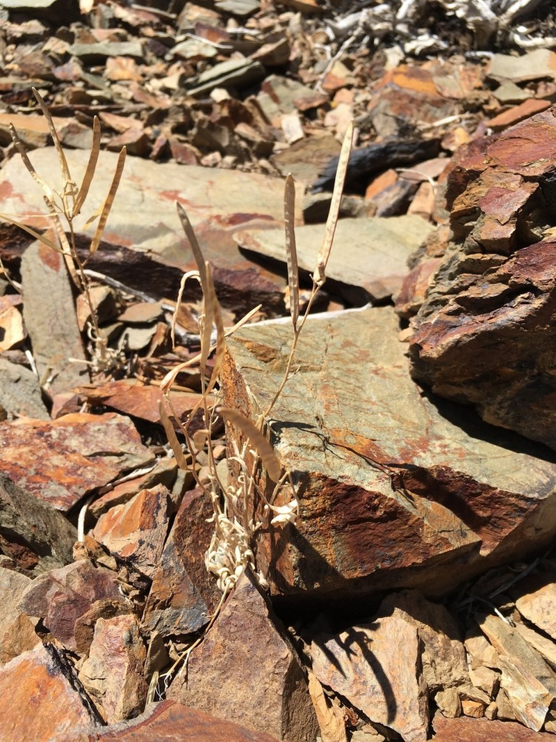 Pinyon Rockcress photo 2