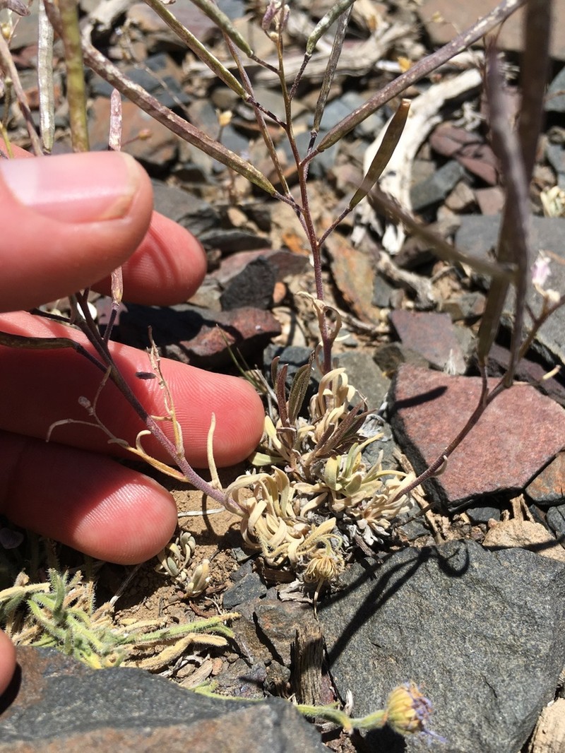 Pinyon Rockcress photo 3