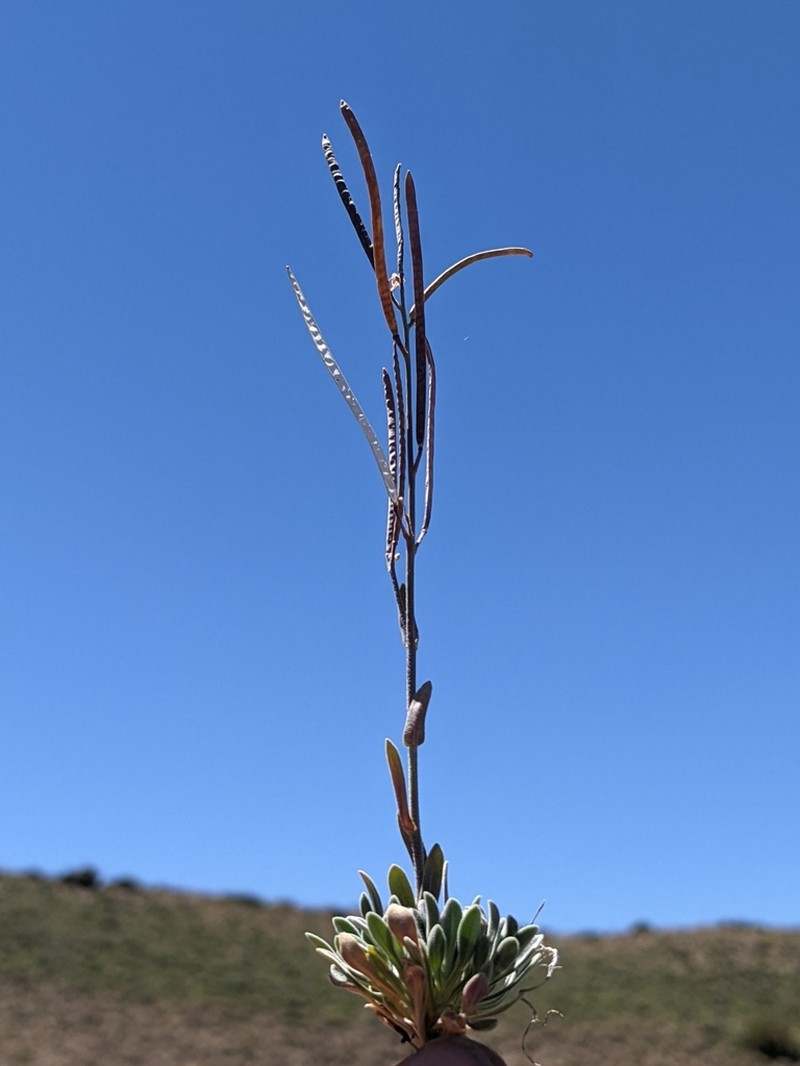Pinyon Rockcress photo 4
