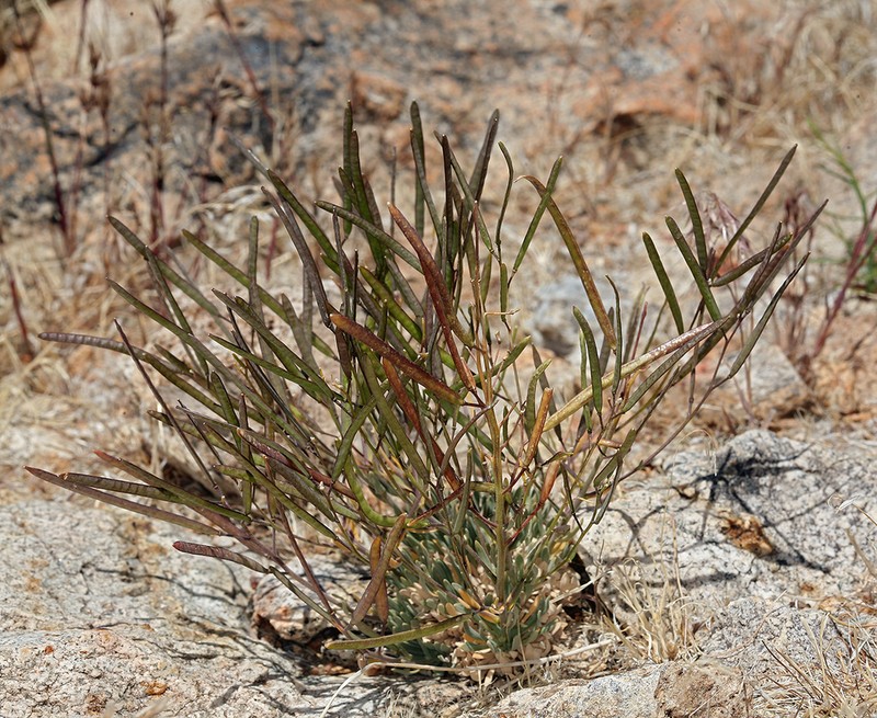 Pinyon Rockcress photo 5