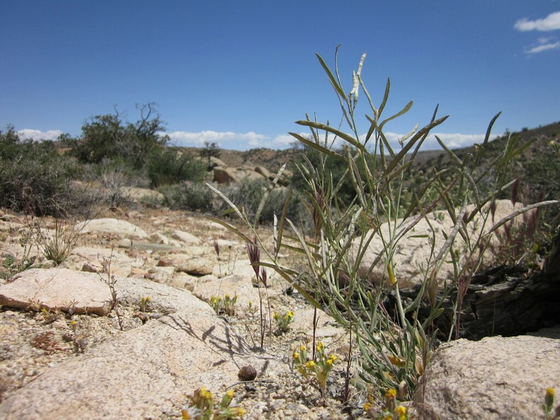 Pinyon Rockcress photo 6