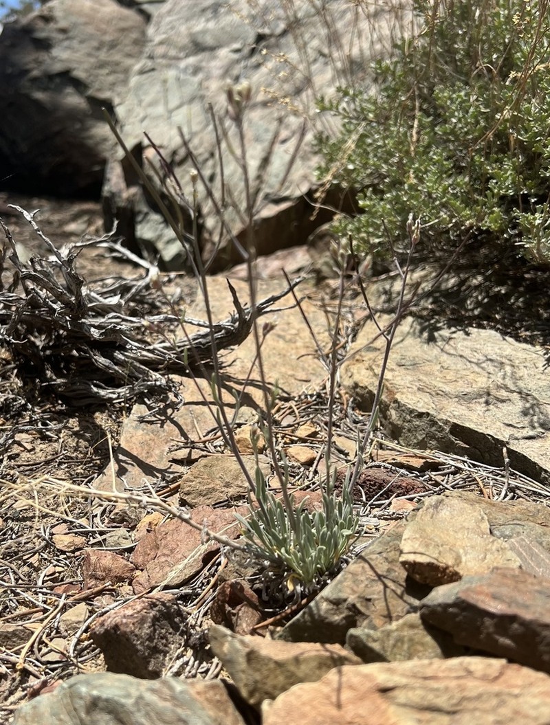Pinyon Rockcress photo 7