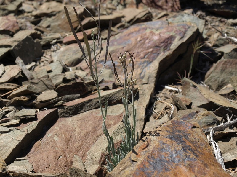 Pinyon Rockcress photo 8