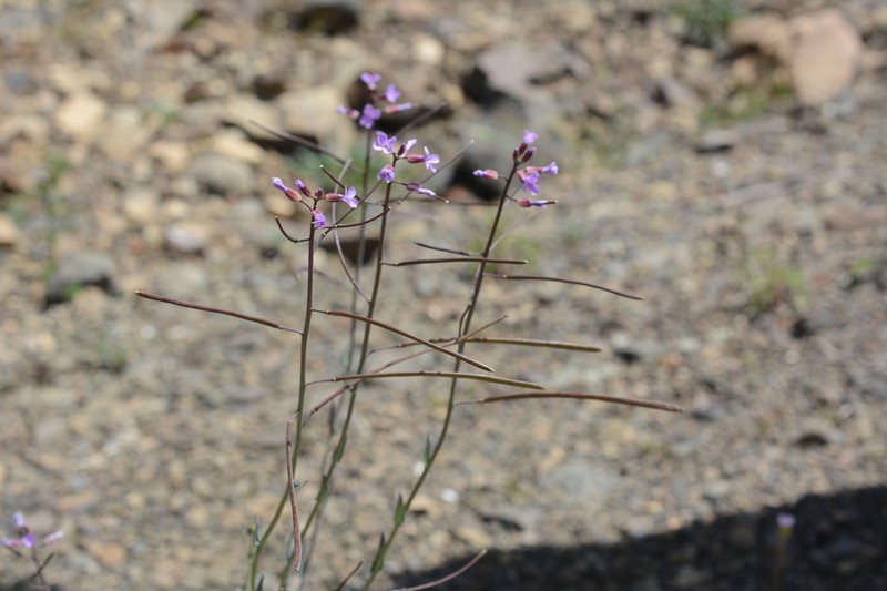 Spreadingpod Rockcress