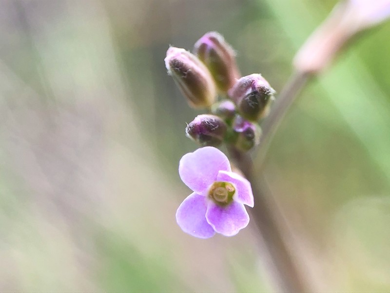 Spreadingpod Rockcress photo 2