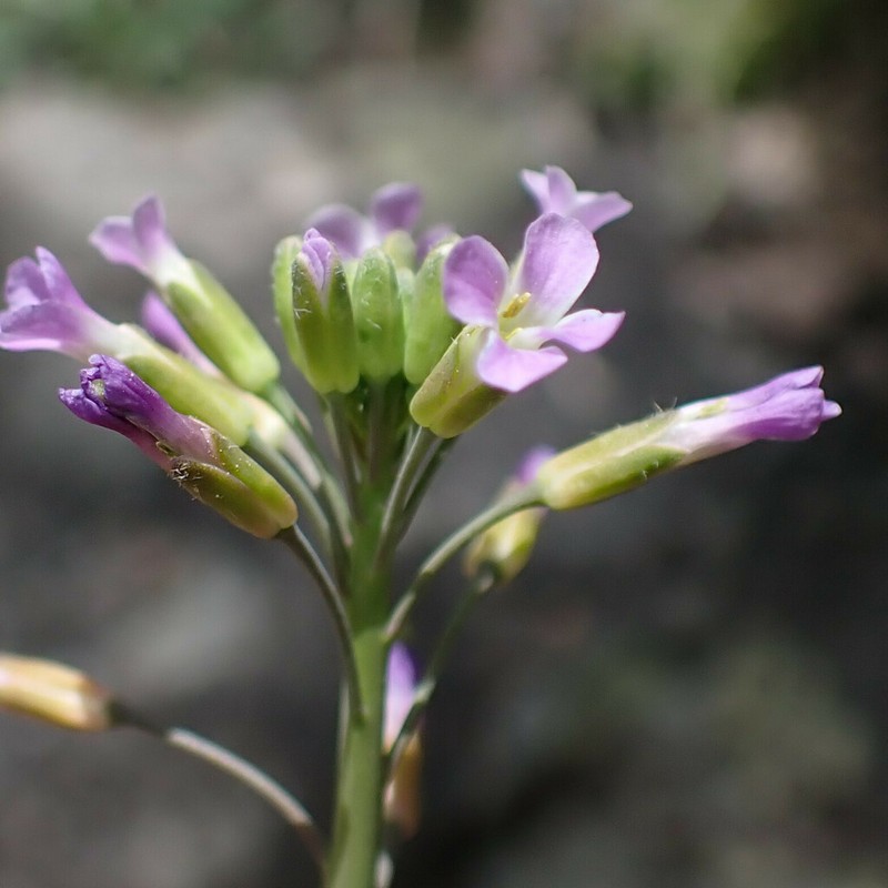 Spreadingpod Rockcress photo 3