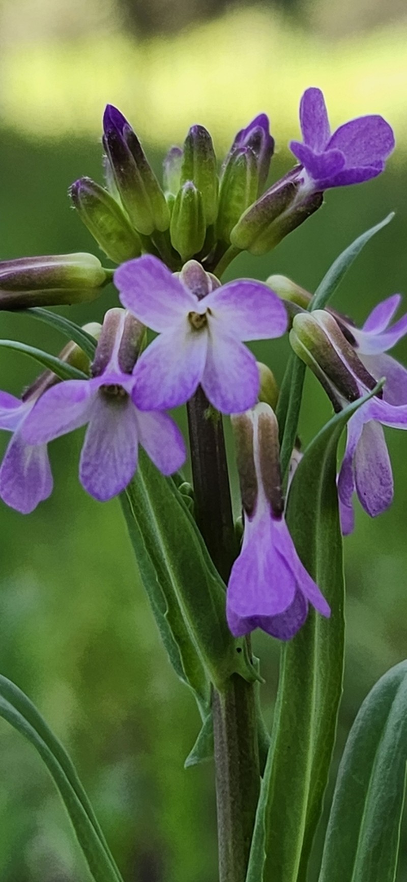 Spreadingpod Rockcress photo 4