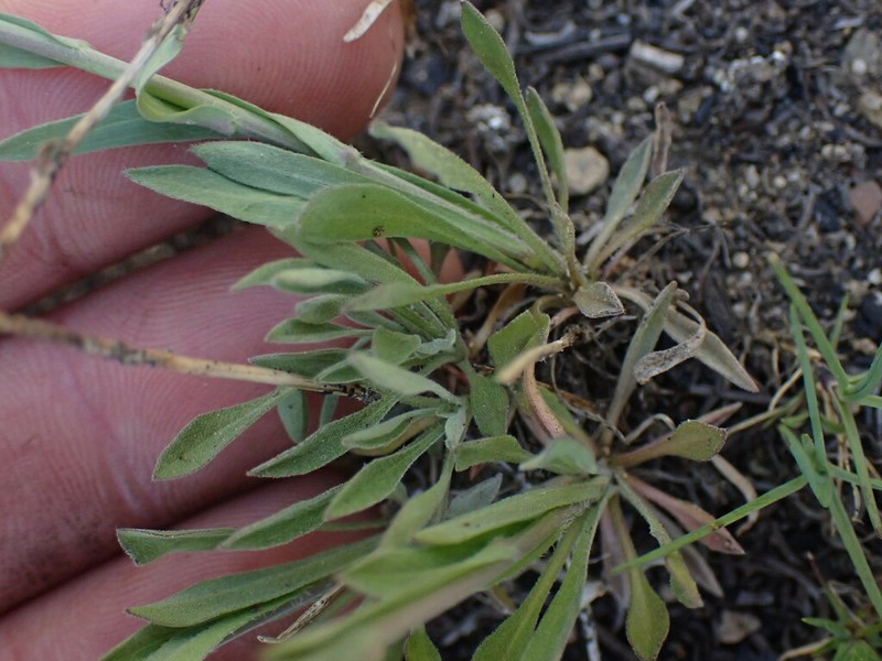 Spreadingpod Rockcress photo 5