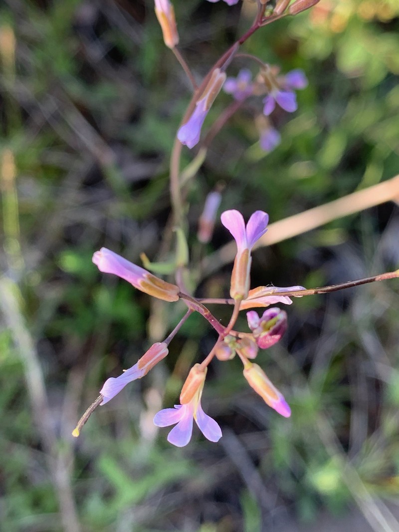 Spreadingpod Rockcress photo 6