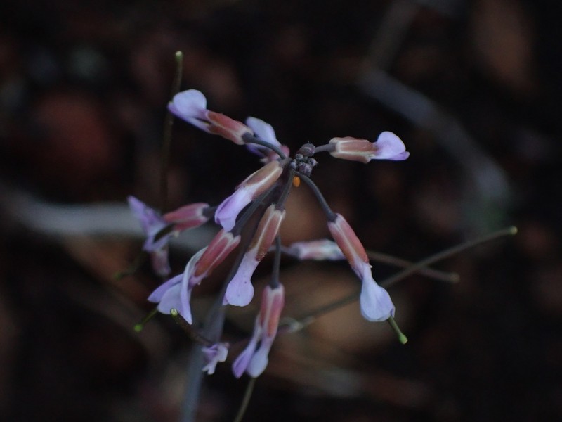 Spreadingpod Rockcress photo 8