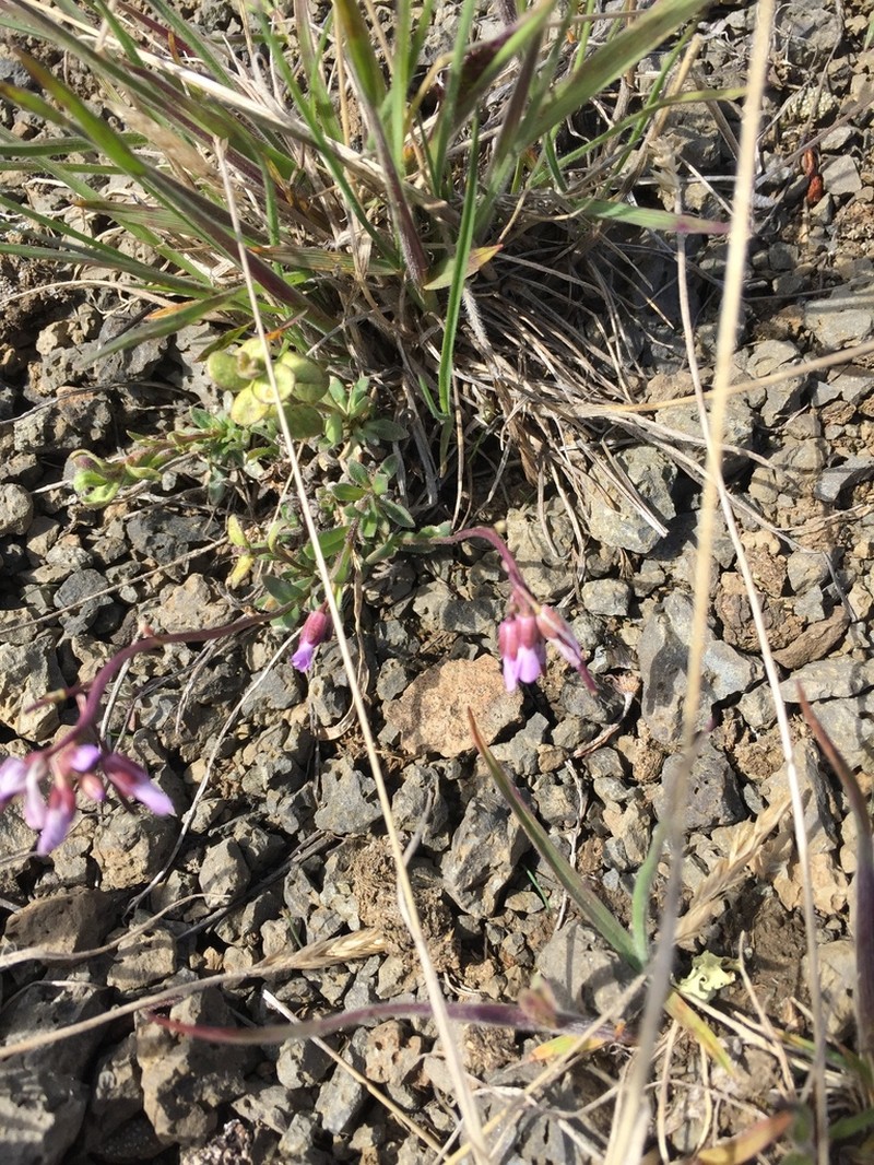 Boechera drepanoloba