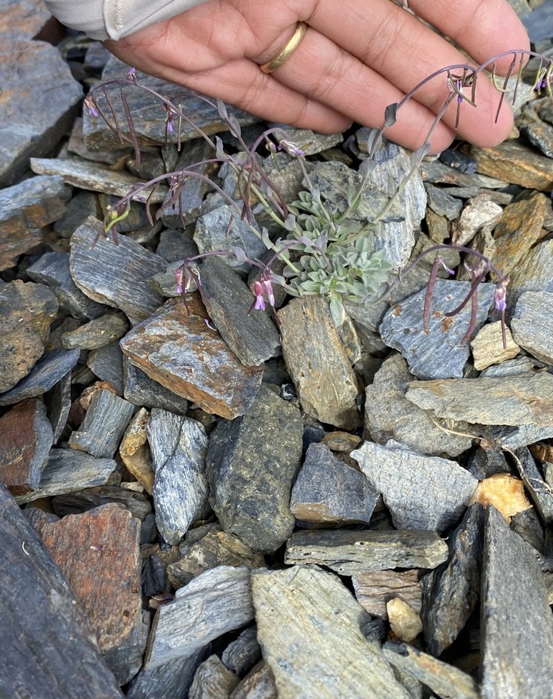 Boechera drepanoloba photo 2