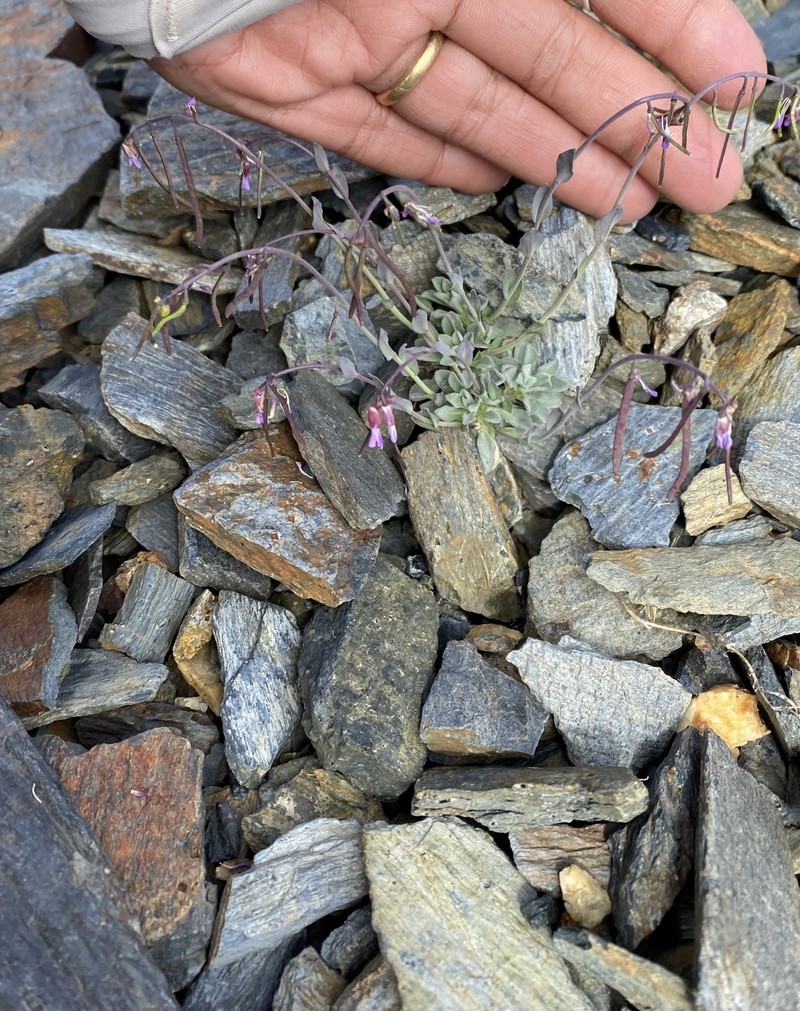 Boechera drepanoloba photo 6