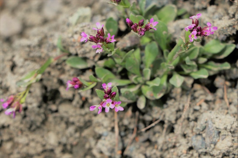 Boechera drepanoloba photo 7