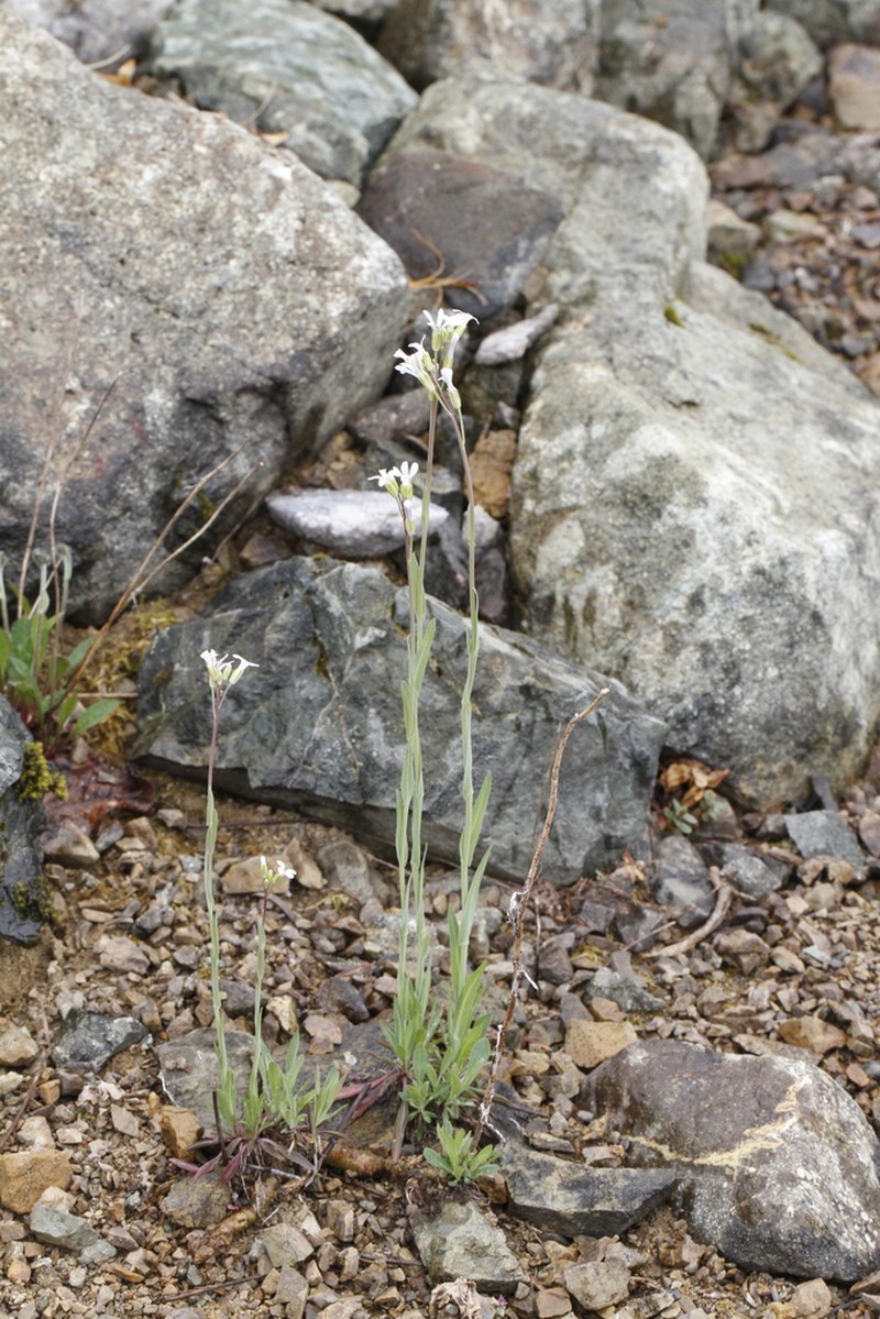 Drummond's Rockcress photo 3