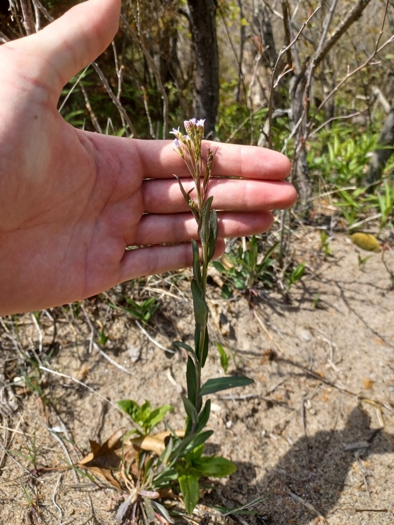 Drummond's Rockcress photo 4