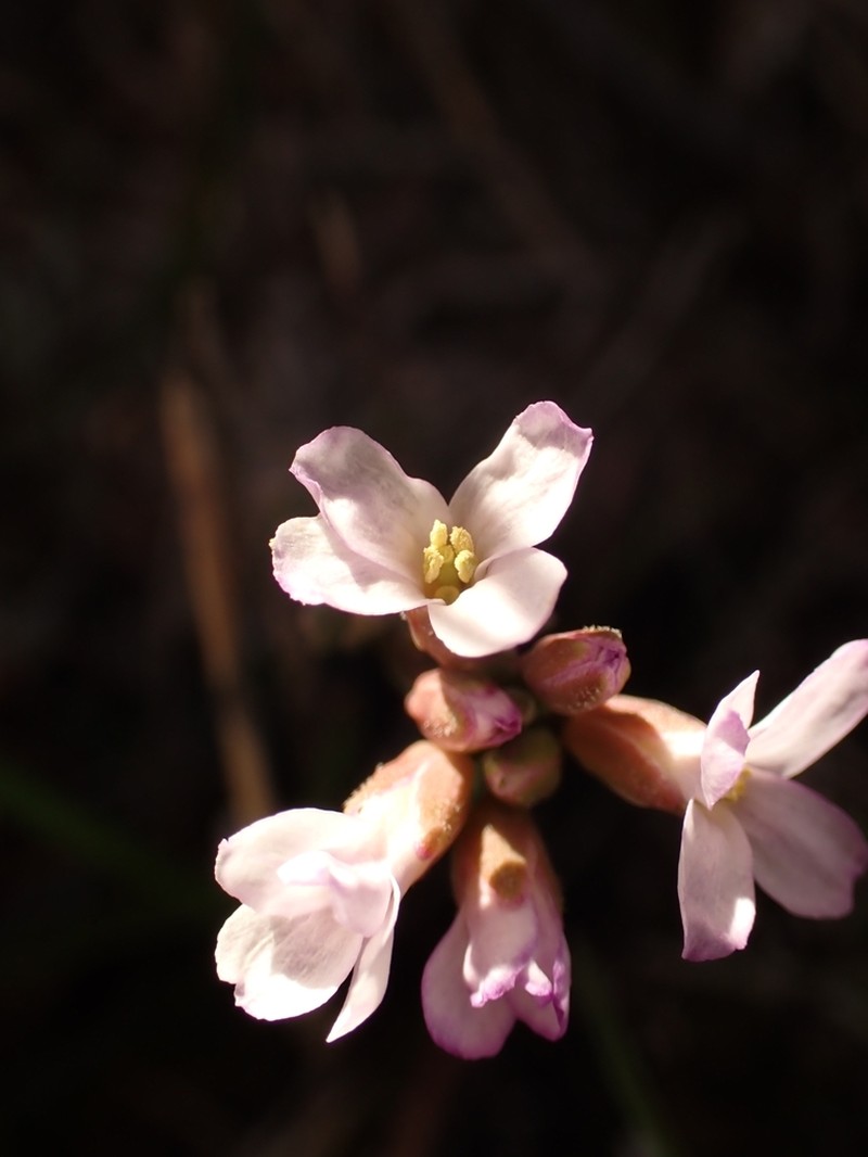 Drummond's Rockcress photo 5