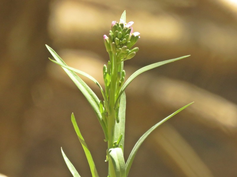 Drummond's Rockcress photo 6