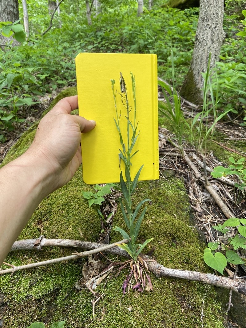 Drummond's Rockcress photo 7