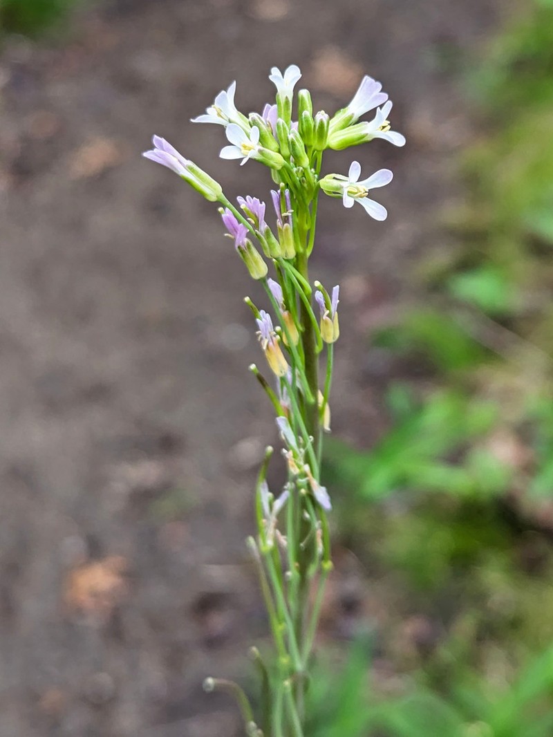 Drummond's Rockcress photo 8