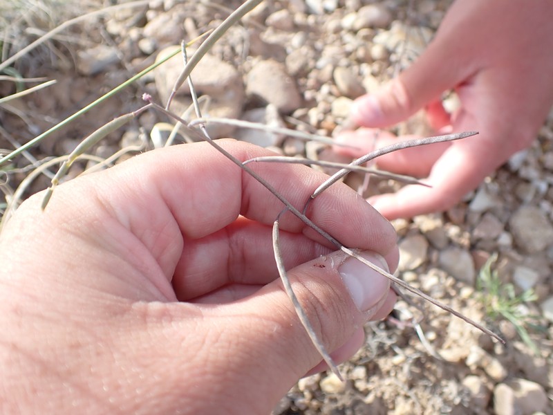 Boechera duchesnensis photo 2