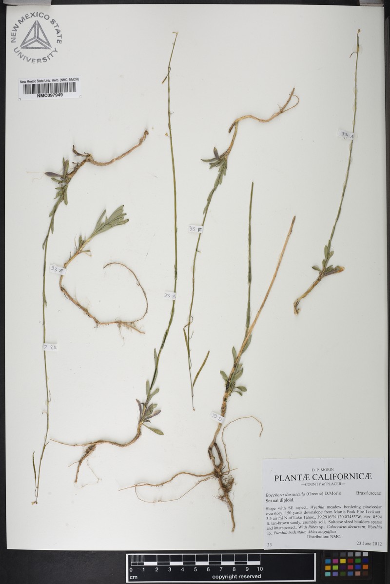 Boechera duriuscula photo 3