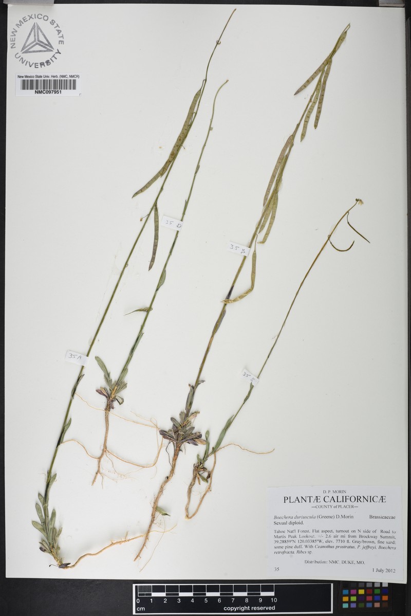 Boechera duriuscula photo 4