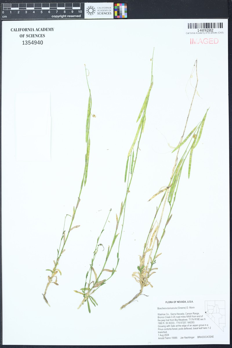 Boechera duriuscula
