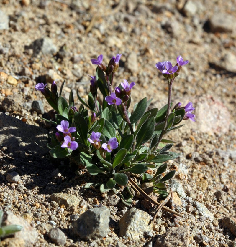 Boechera elkoensis