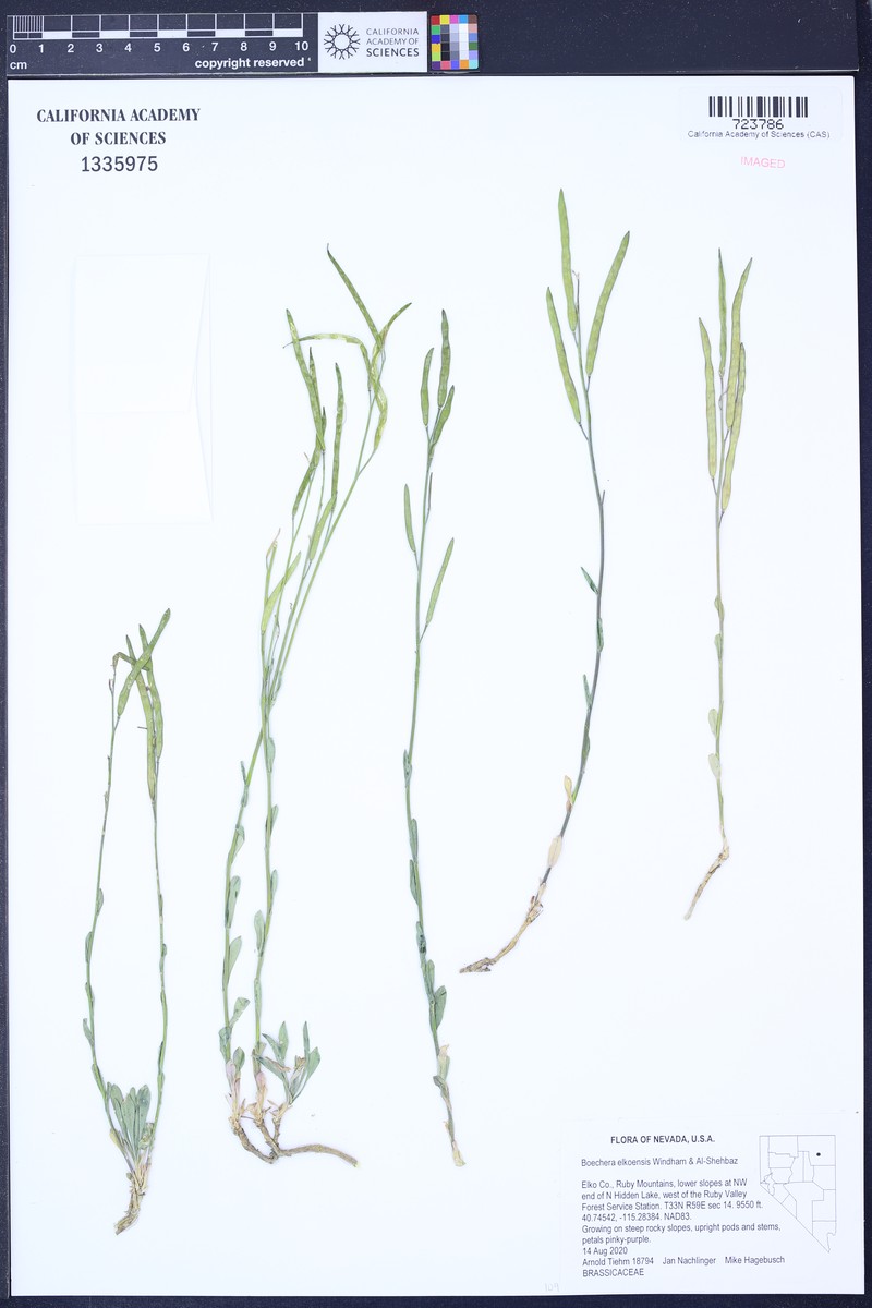 Boechera elkoensis photo 3
