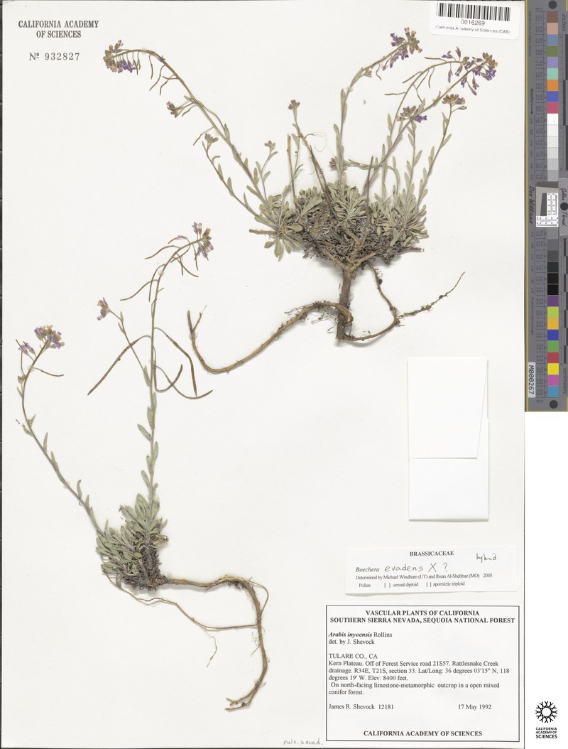 Boechera evadens