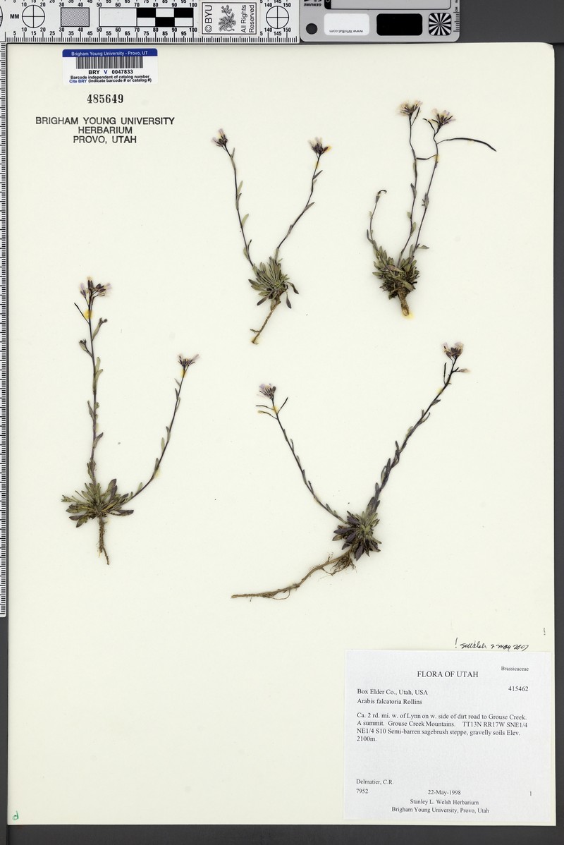 Grouse Creek Rockcress