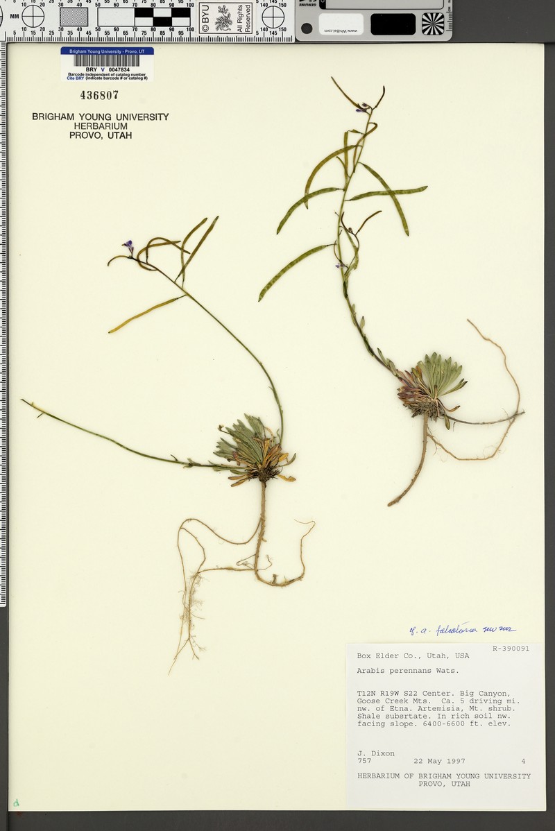 Grouse Creek Rockcress photo 2