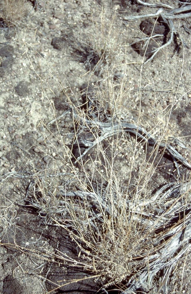Elko Rockcress